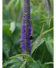 Veronicastrum sibiricum f. glabratum