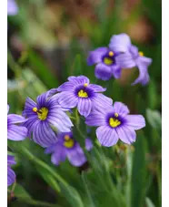 Sisyrinchium 'Californian Skies'