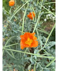 Glaucium flavum var. aurantiacum