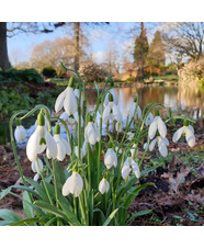 Beth Chatto Card February Snowdrops