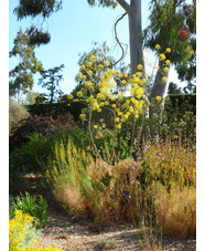 Ferula communis