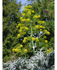 Ferula communis