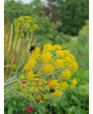 Ferula communis