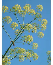 Ferula communis