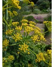 Ferula tingitana 'Cedric Morris'