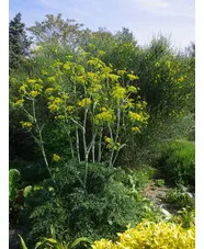 Ferula tingitana 'Cedric Morris'