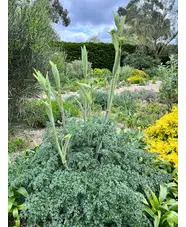 Ferula tingitana 'Cedric Morris'