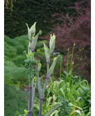 Ferula tingitana 'Cedric Morris'