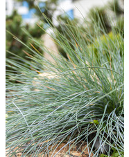 Festuca glauca 'Elijah Blue'