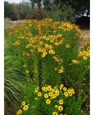 Helenium 'Zimbelstern'