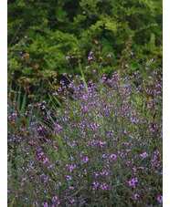 Verbena officinalis var. grandiflora 'Bampton'