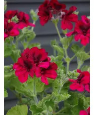 Pelargonium 'Voodoo'