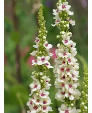 Verbascum chaixii 'Album'