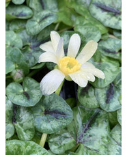 Ficaria verna 'Randall's White'
