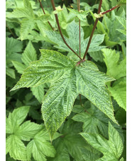 Filipendula palmata