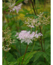 Filipendula palmata