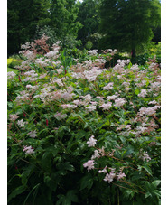 Filipendula palmata