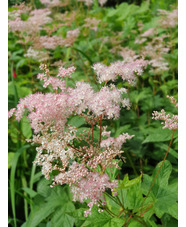 Filipendula palmata