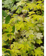 Filipendula ulmaria 'Aurea'