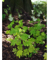 Filipendula ulmaria 'Aurea'