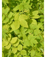 Filipendula ulmaria 'Aurea'