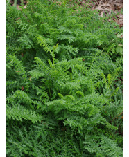 Filipendula vulgaris 'Multiplex'