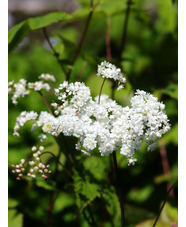 Filipendula vulgaris 'Multiplex'