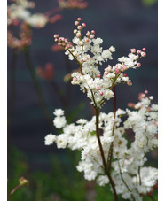 Filipendula vulgaris 'Multiplex'