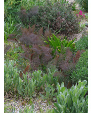 Foeniculum vulgare 'Smoky'