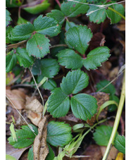 Fragaria chiloensis 'Chaval'