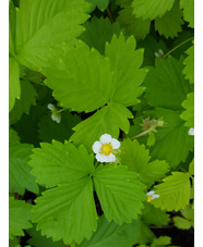 Fragaria vesca 'Golden Alexandra'