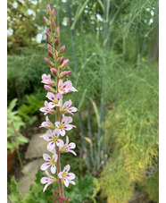 Francoa sonchifolia