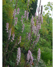 Francoa sonchifolia