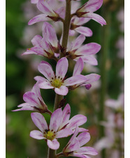 Francoa sonchifolia