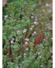 Frankenia thymifolia