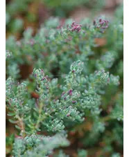 Frankenia thymifolia