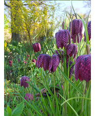 Fritillaria meleagris