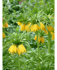 Fritillaria imperialis 'Maxima Lutea'