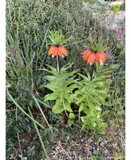 Fritillaria imperialis 'Orange Beauty' (DB)