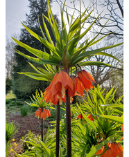 Fritillaria imperialis 'Orange Beauty' (DB)