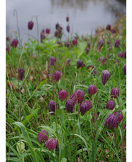 Fritillaria meleagris