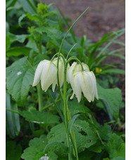 Fritillaria meleagris