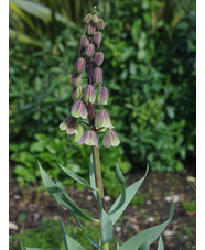 Fritillaria persica 'Green Dreams'