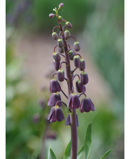 Fritillaria persica 'Senkoy'