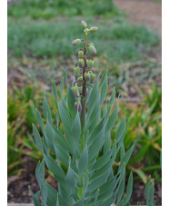Fritillaria persica 'Senkoy'