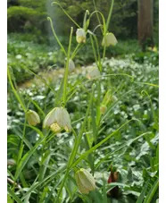 Fritillaria thunbergii