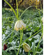 Fritillaria thunbergii