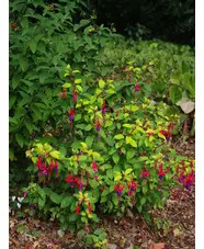 Fuchsia 'Genii'