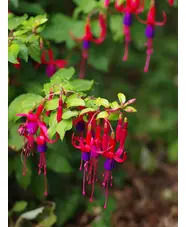 Fuchsia 'Genii'