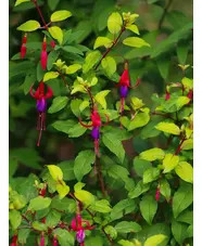Fuchsia 'Genii'